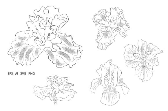 Flower Irises Illustration Element Graphics
