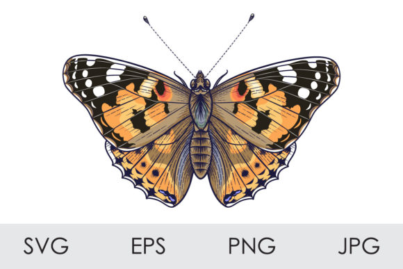 Painted Lady Butterfly Graphics and Illustrations